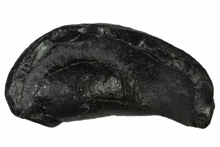 Fossil Whale Ear Bone - Miocene #136904